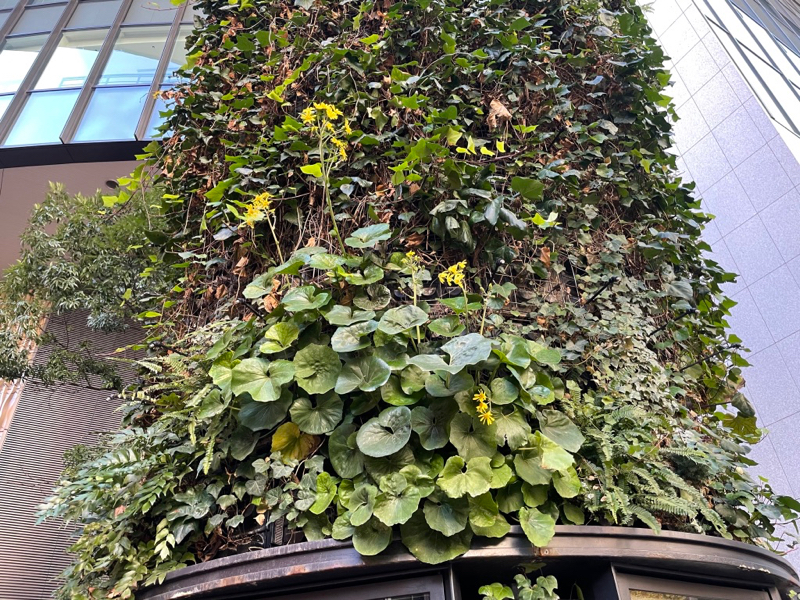 壁面のツワブキ