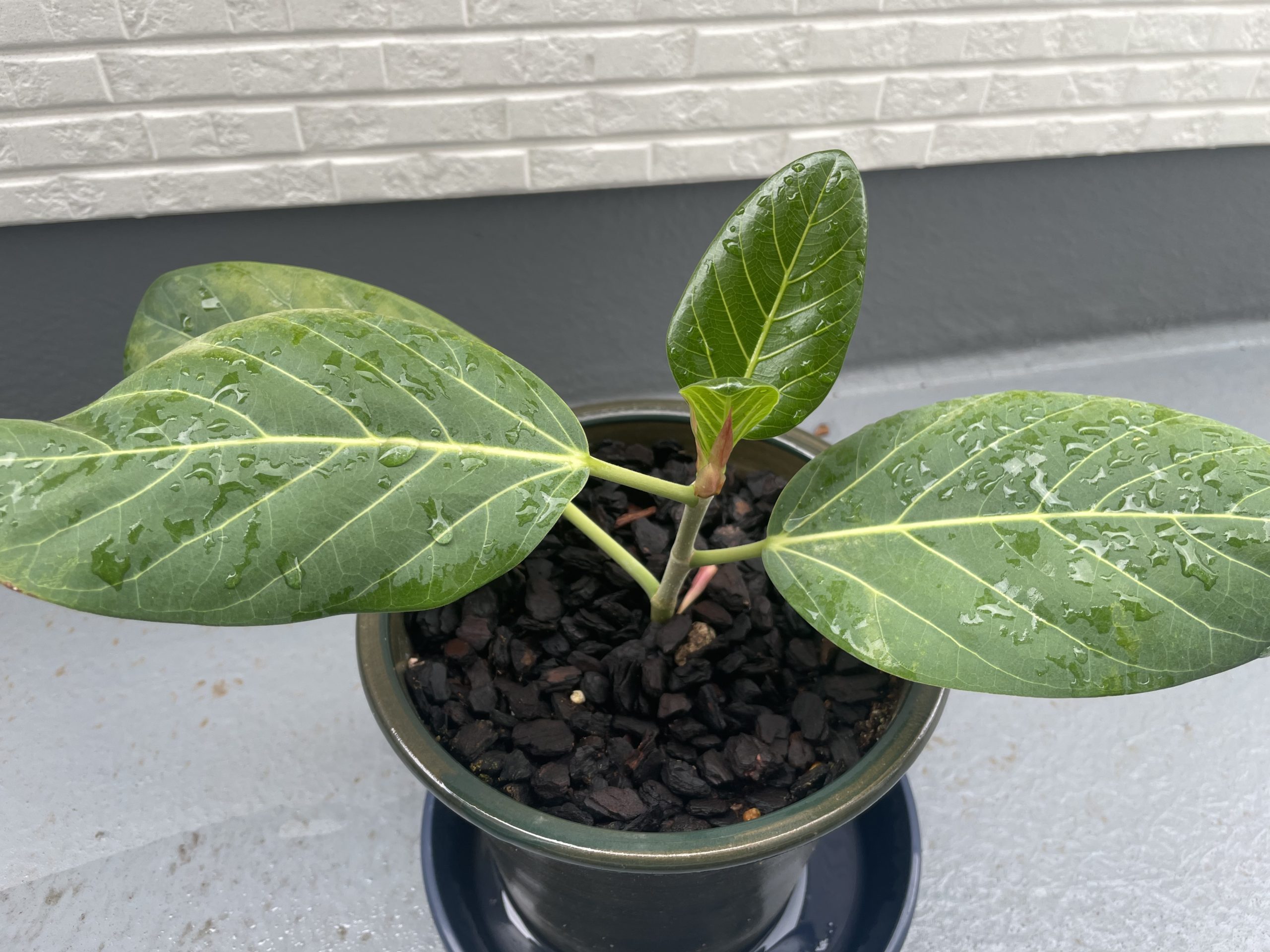 ベンガレンシスの挿木