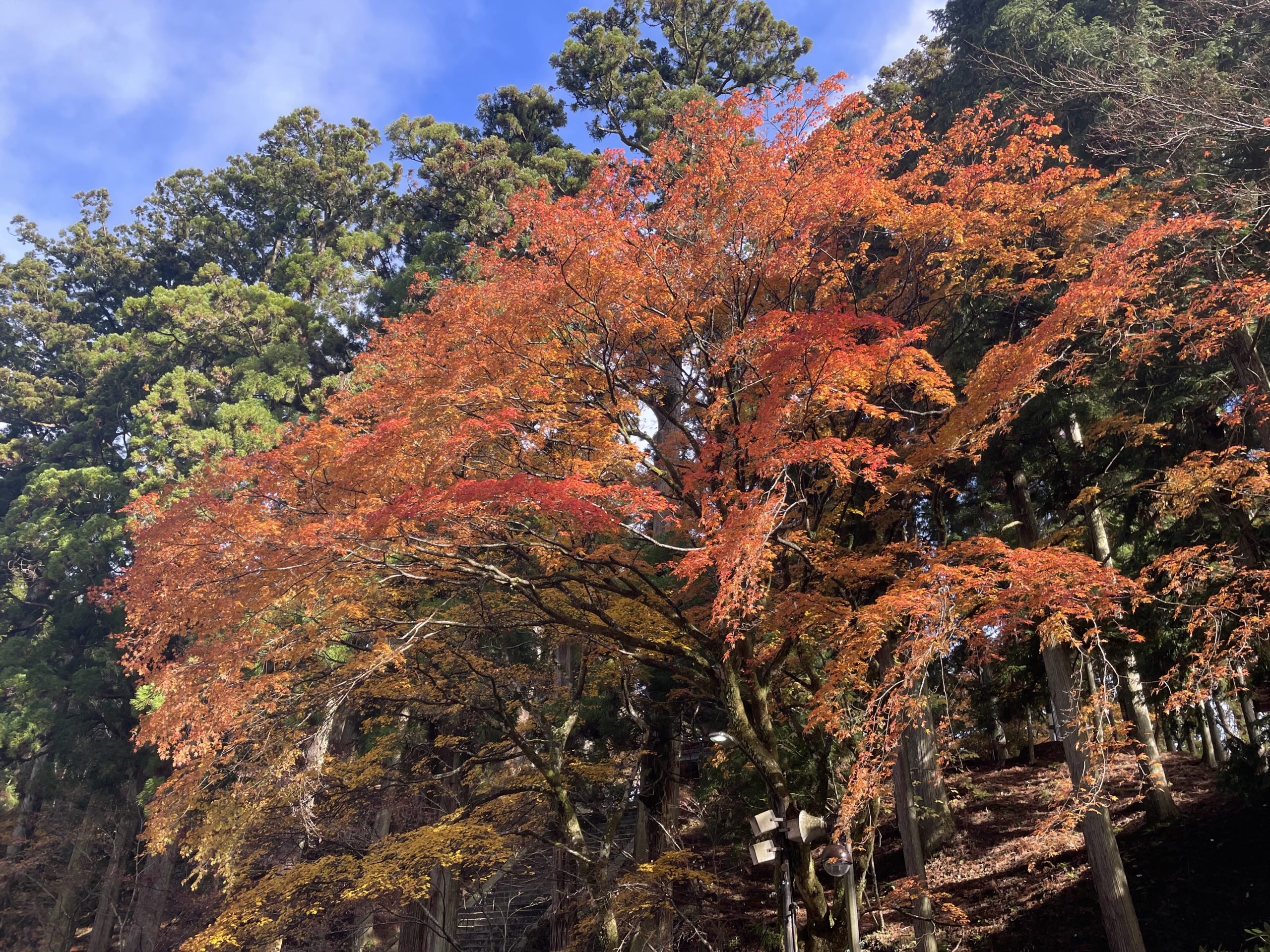 比叡山の紅葉も綺麗だった