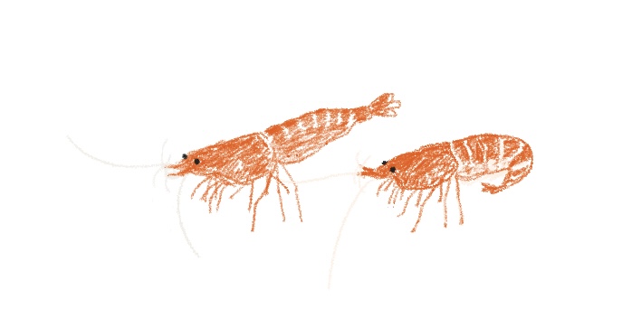 エビの絵