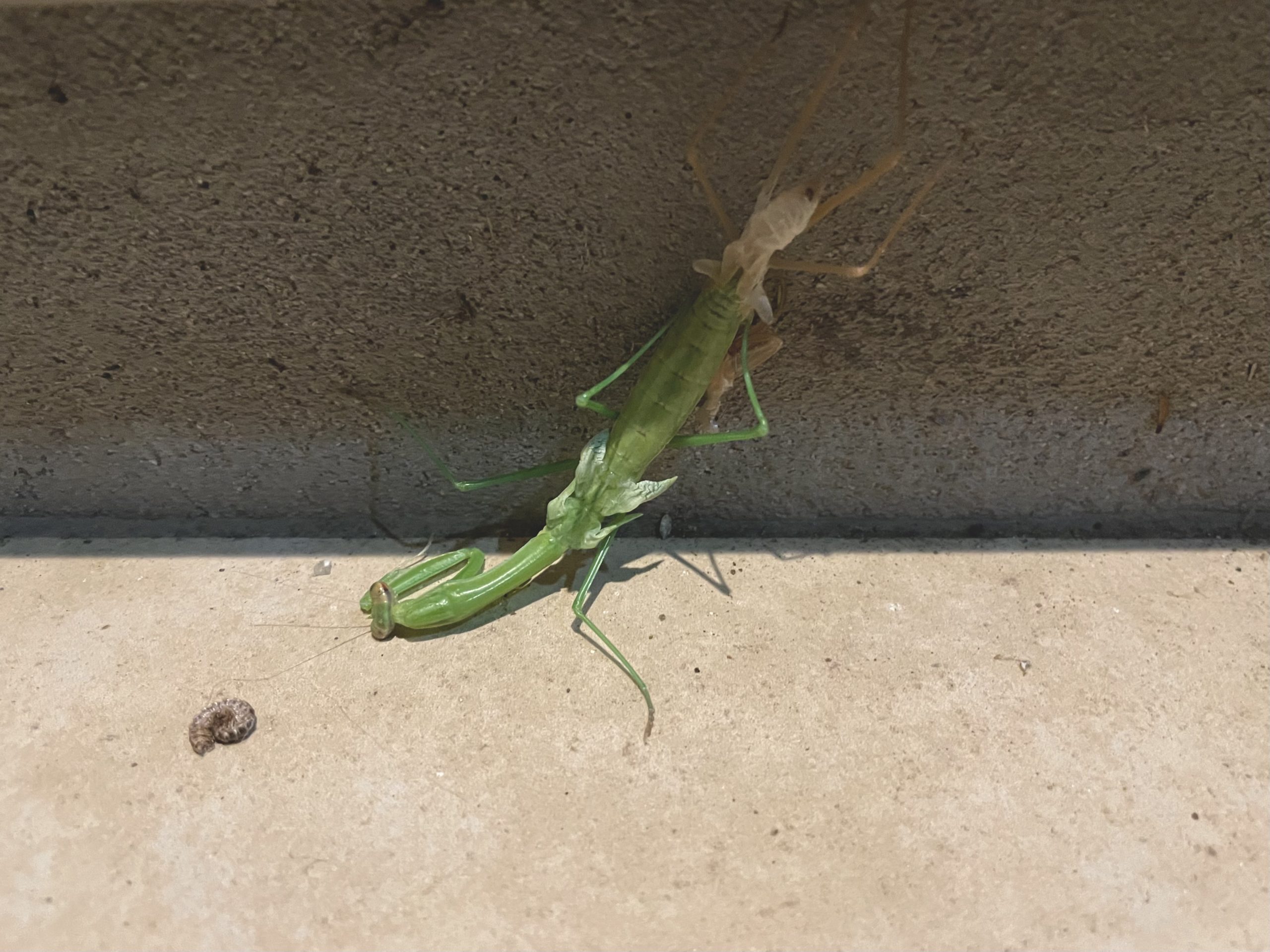 様子がおかしい脱皮カマキリ