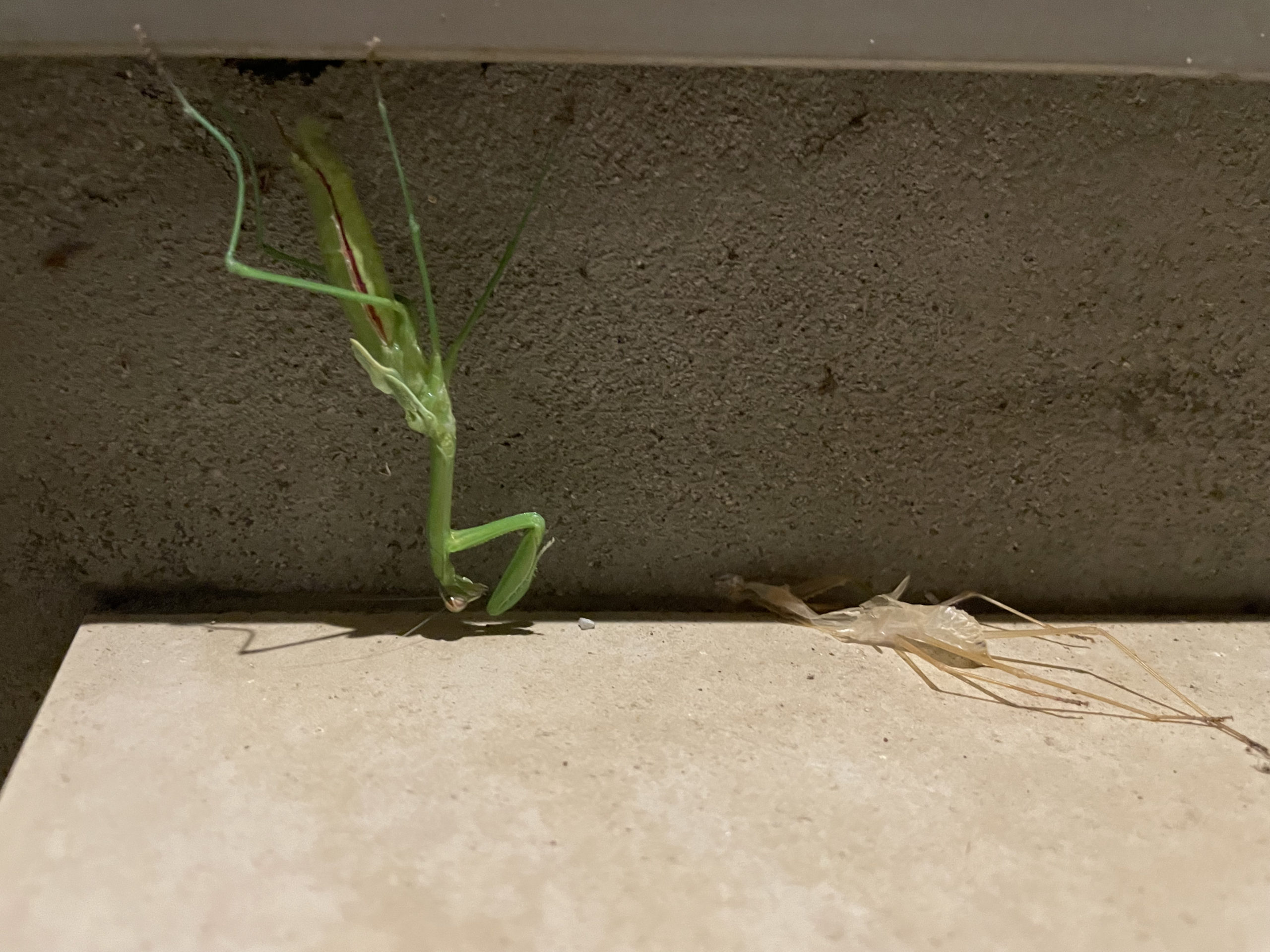 倒立するカマキリ