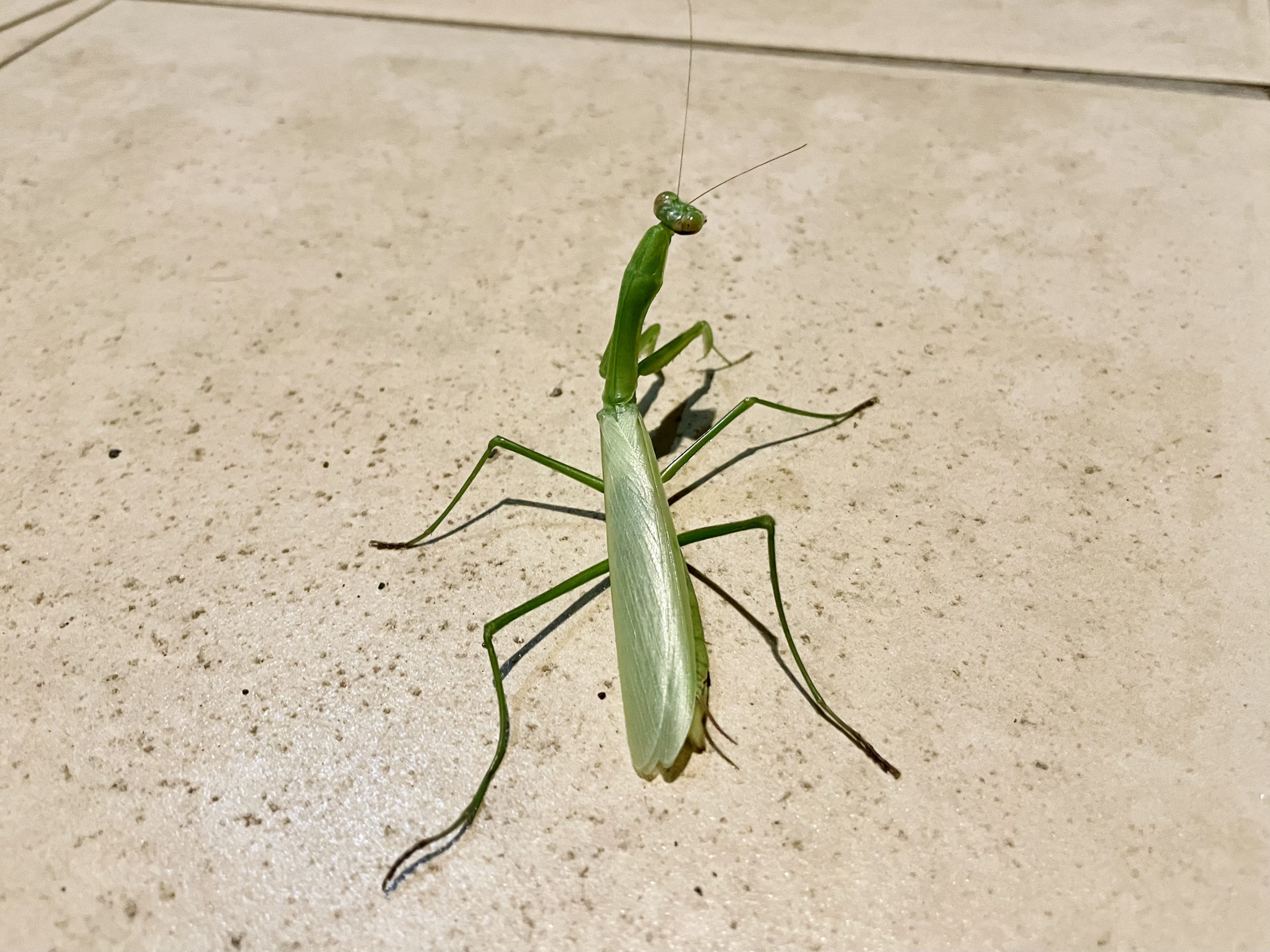 脱皮し終わったカマキリ