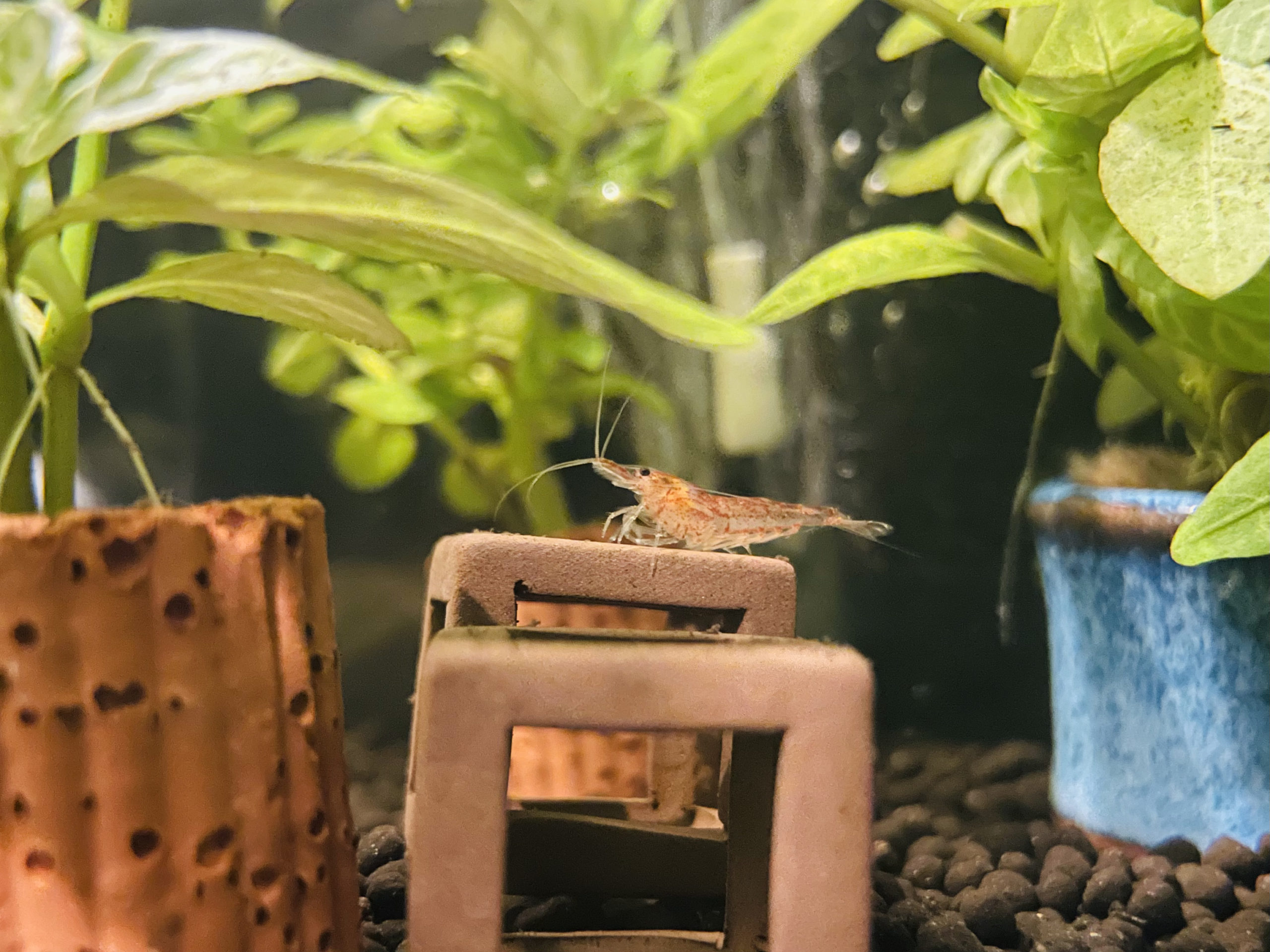 シャキーンえび