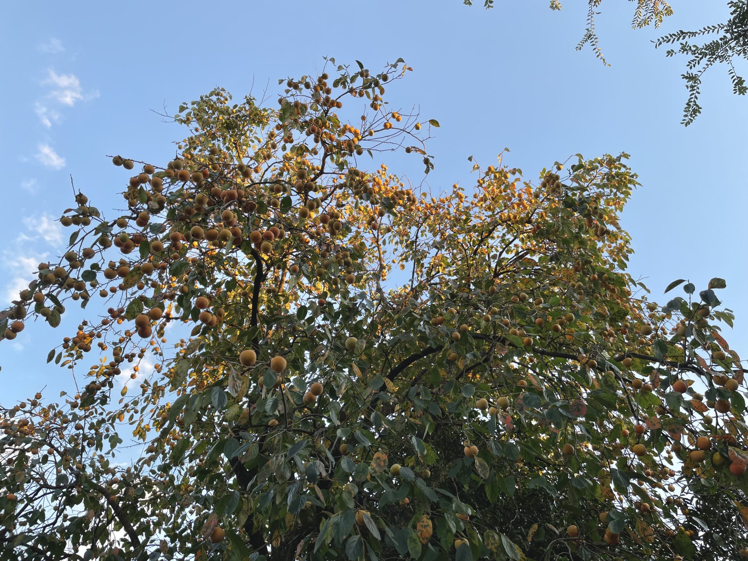 でっかい柿の木