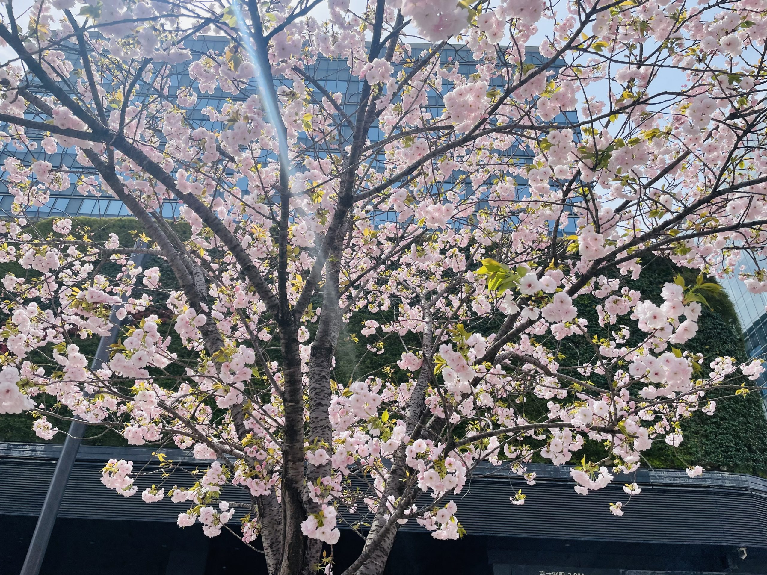 八重桜