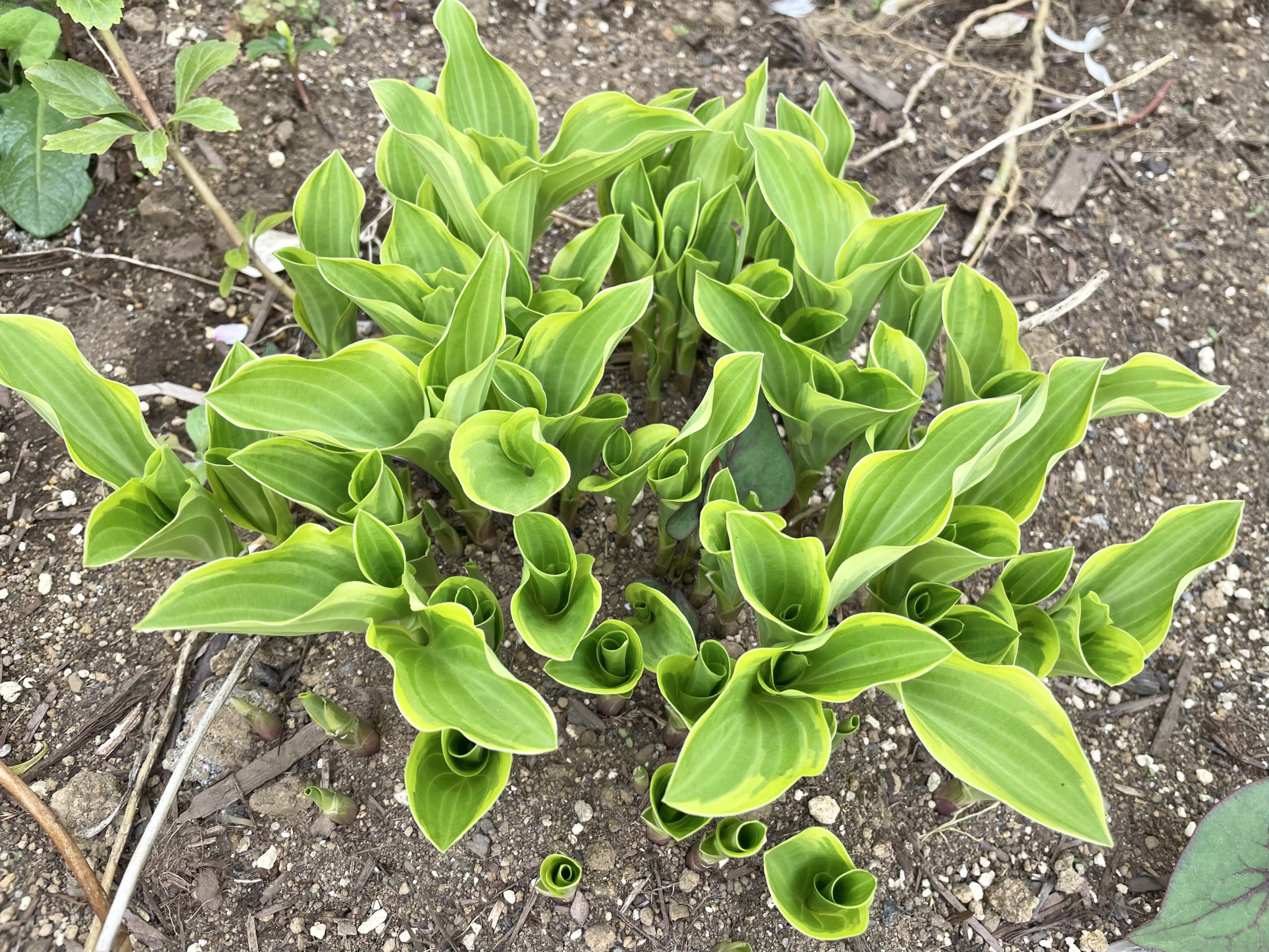 ギボウシにょきにょき