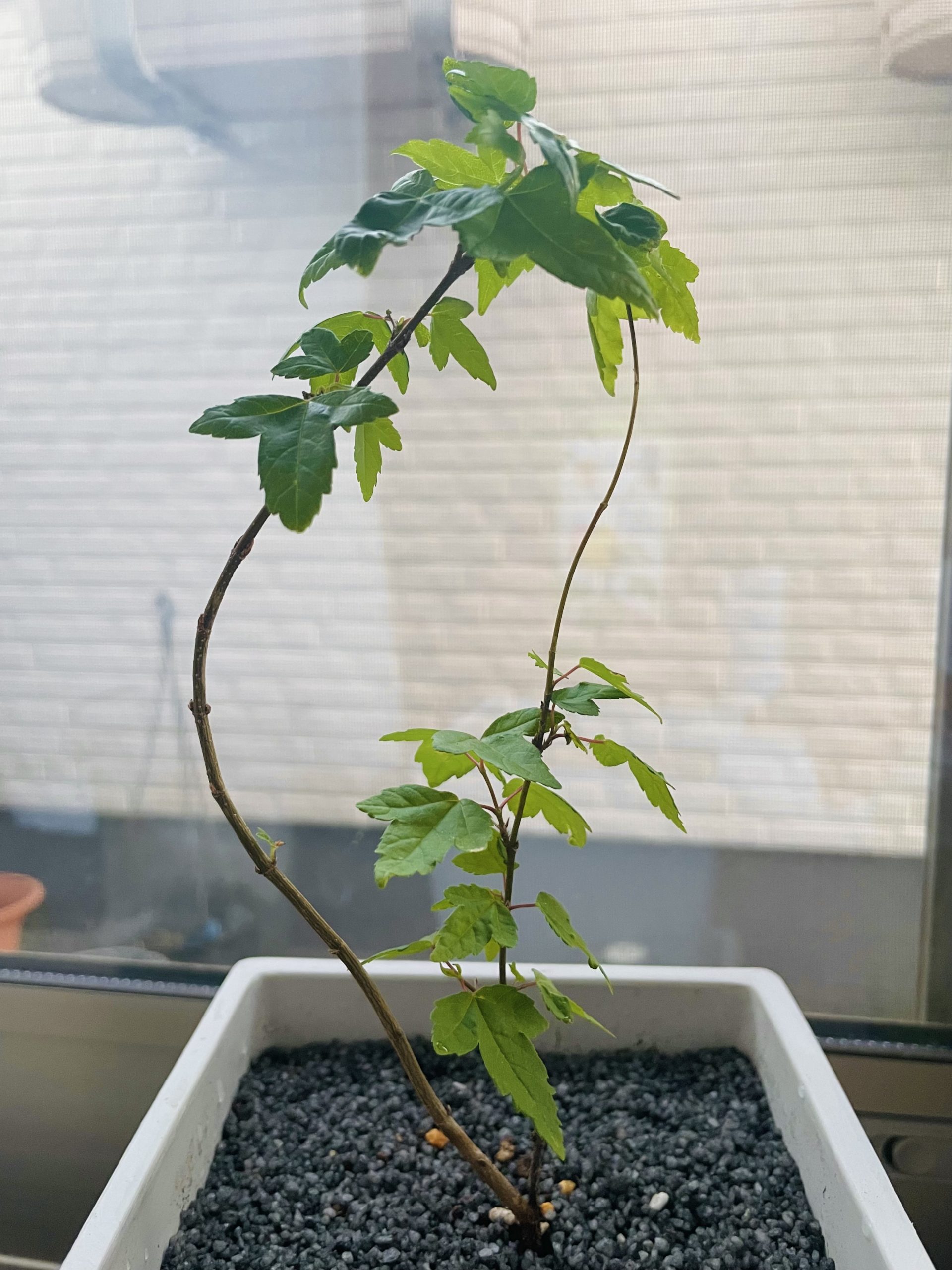 拾ったモミジその後