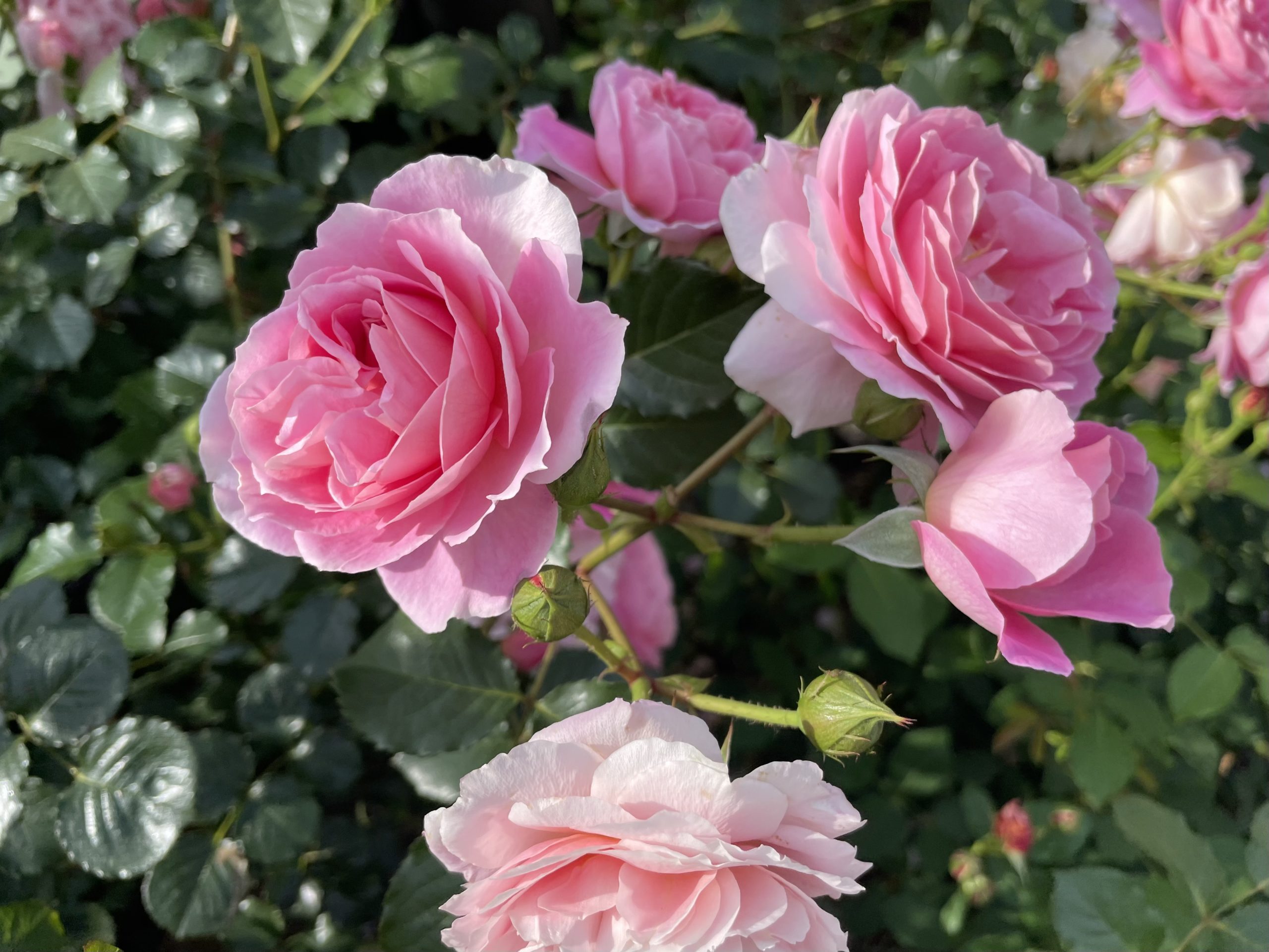 都電沿いのバラ