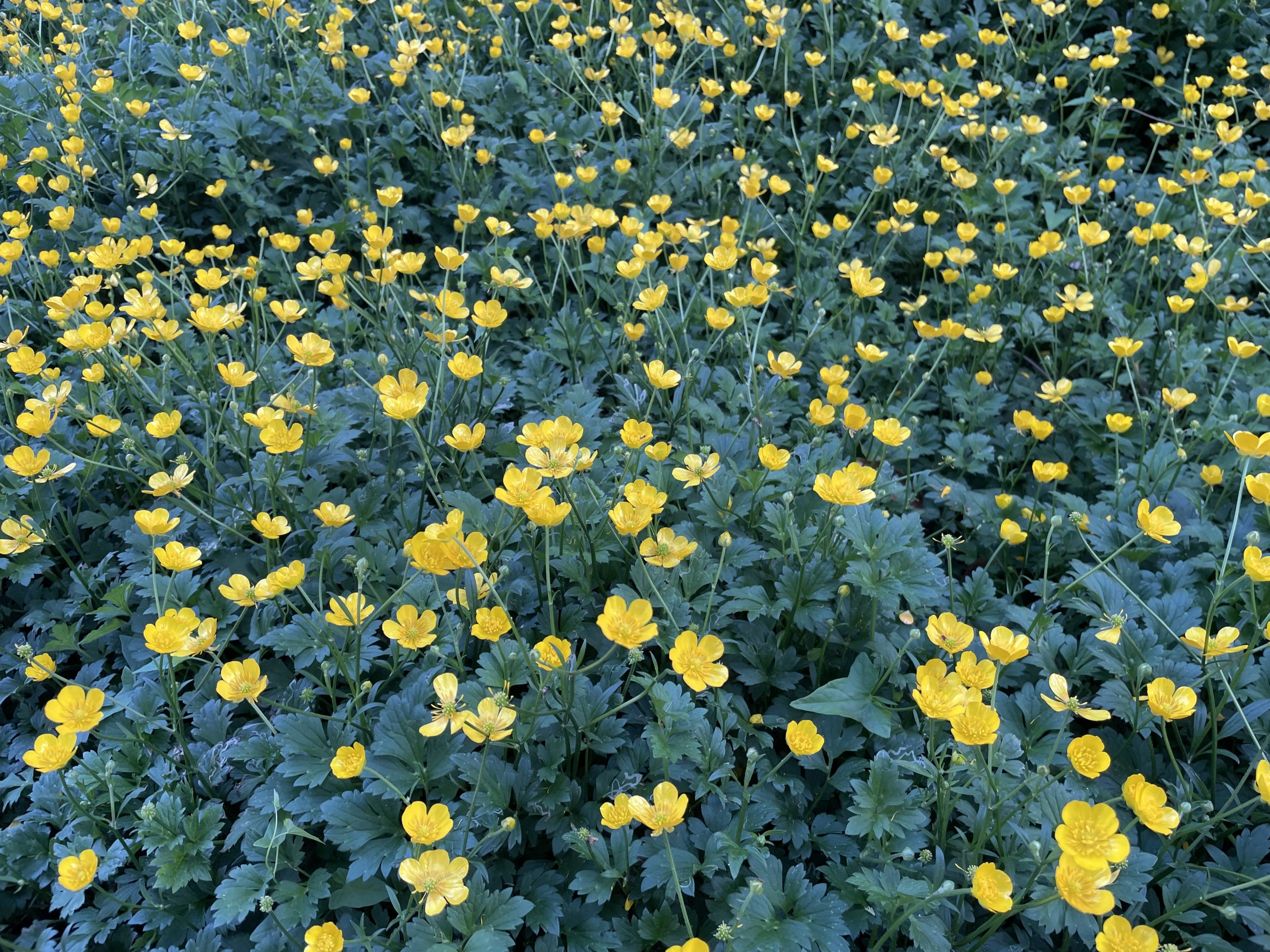 一面キンポウゲ