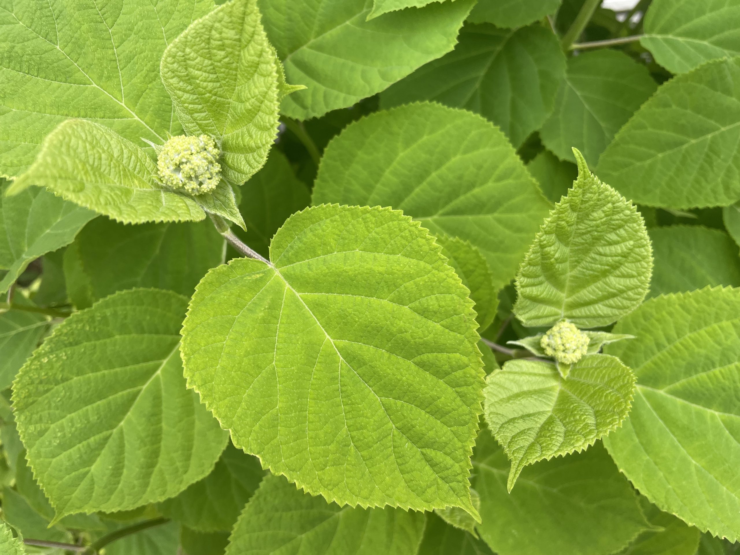 アジサイのつぼみ