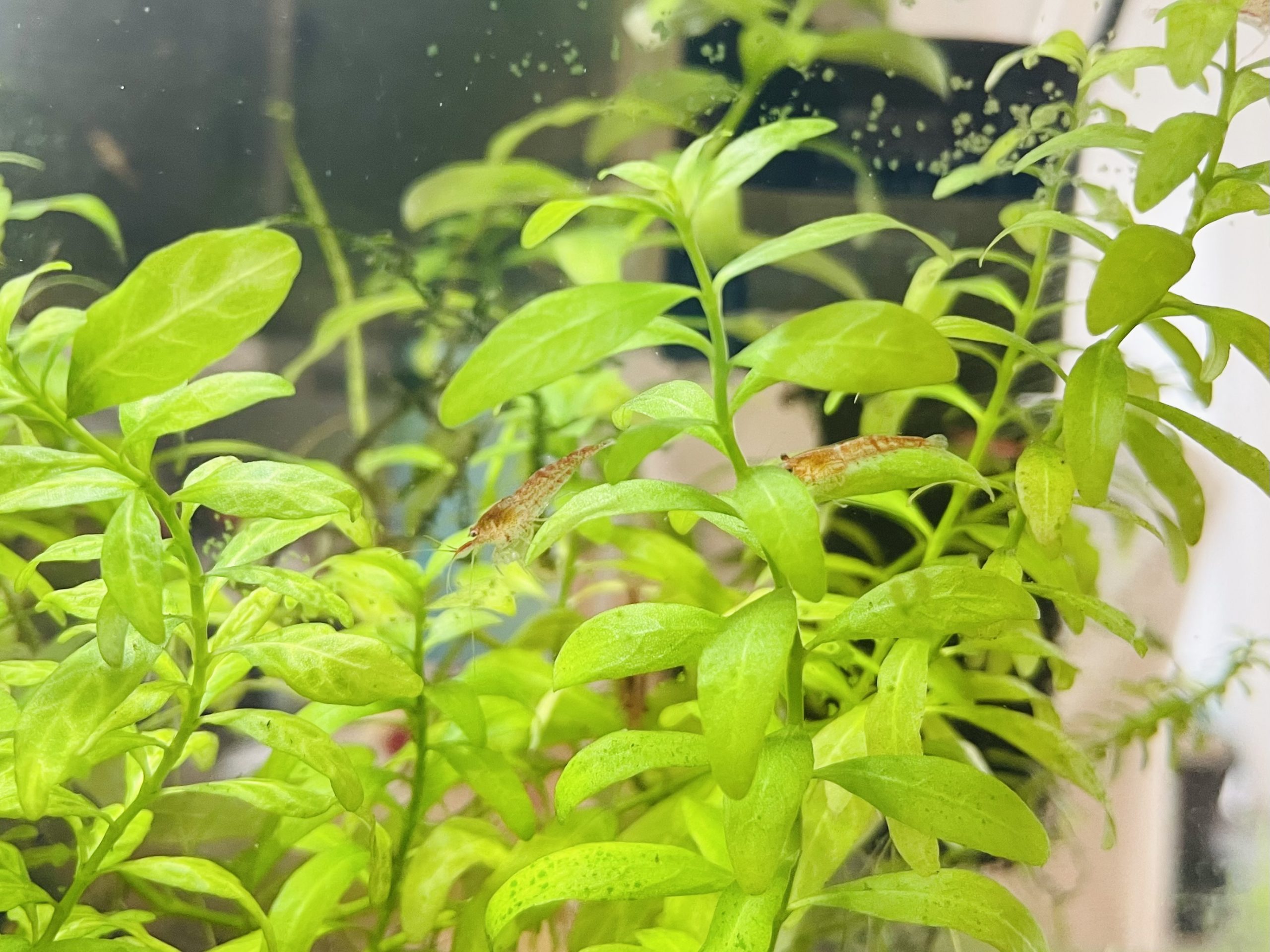 綺麗になったエビ水槽