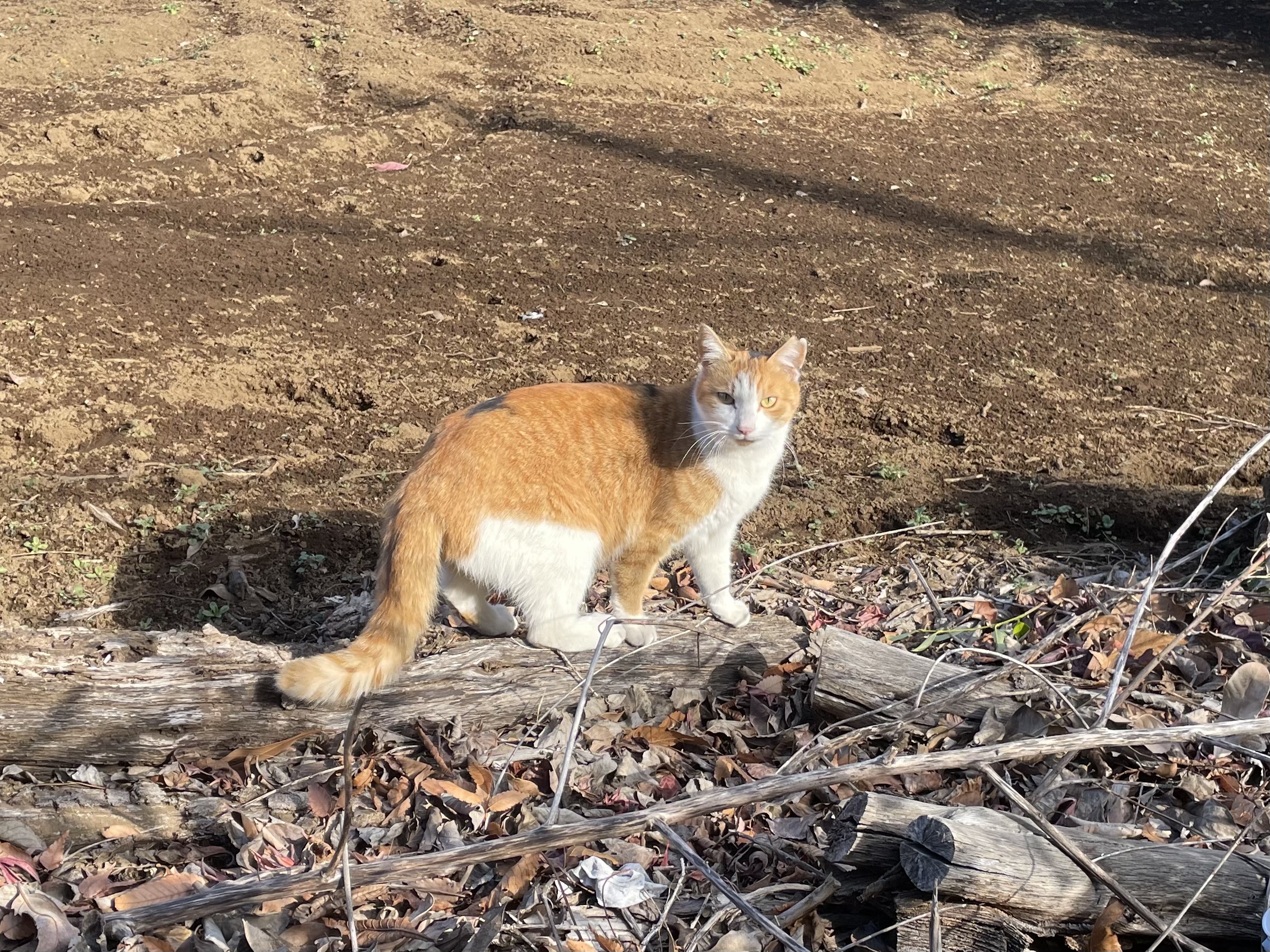 爪を研ぎ、こちらを向く猫
