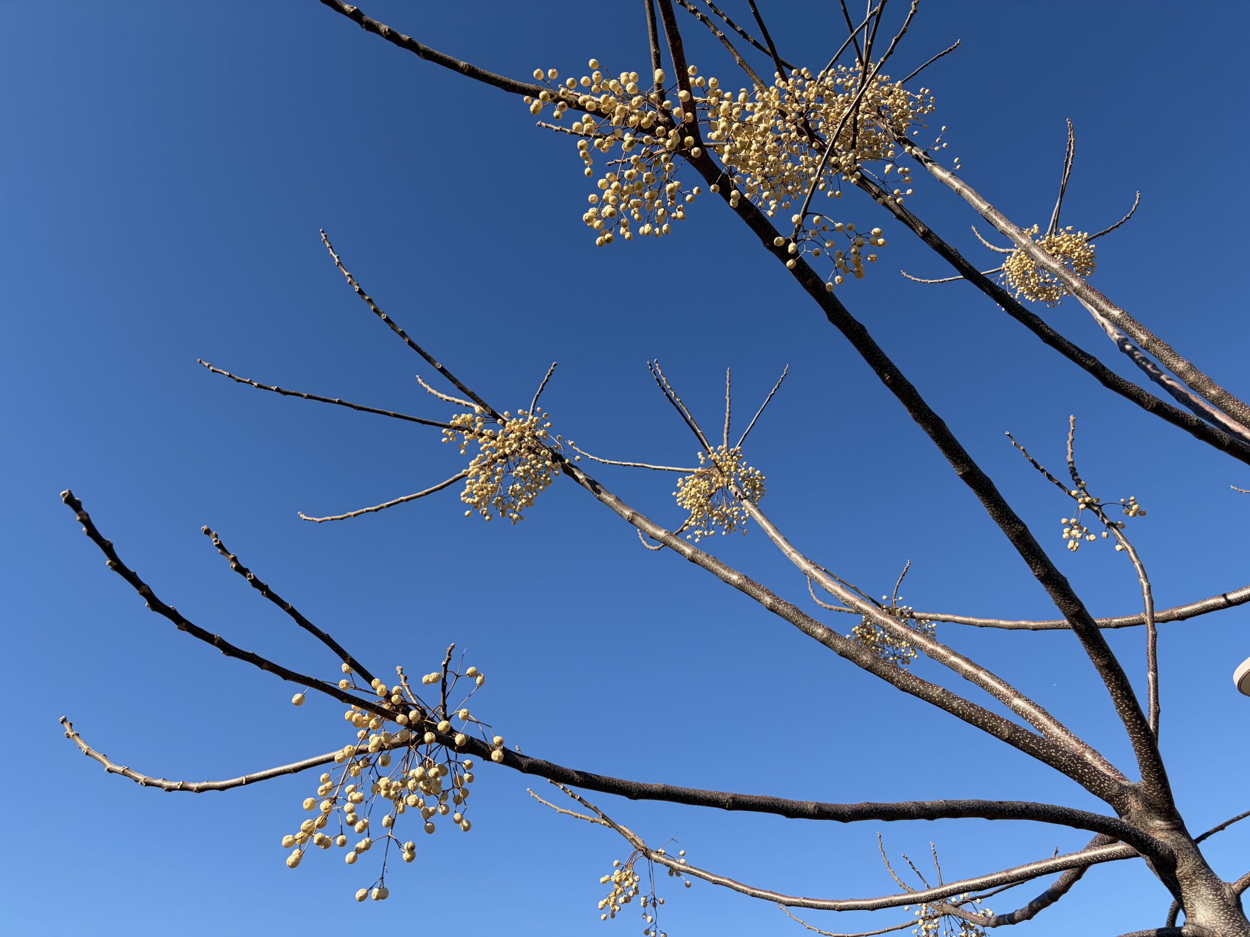 たぶんセンダンの木