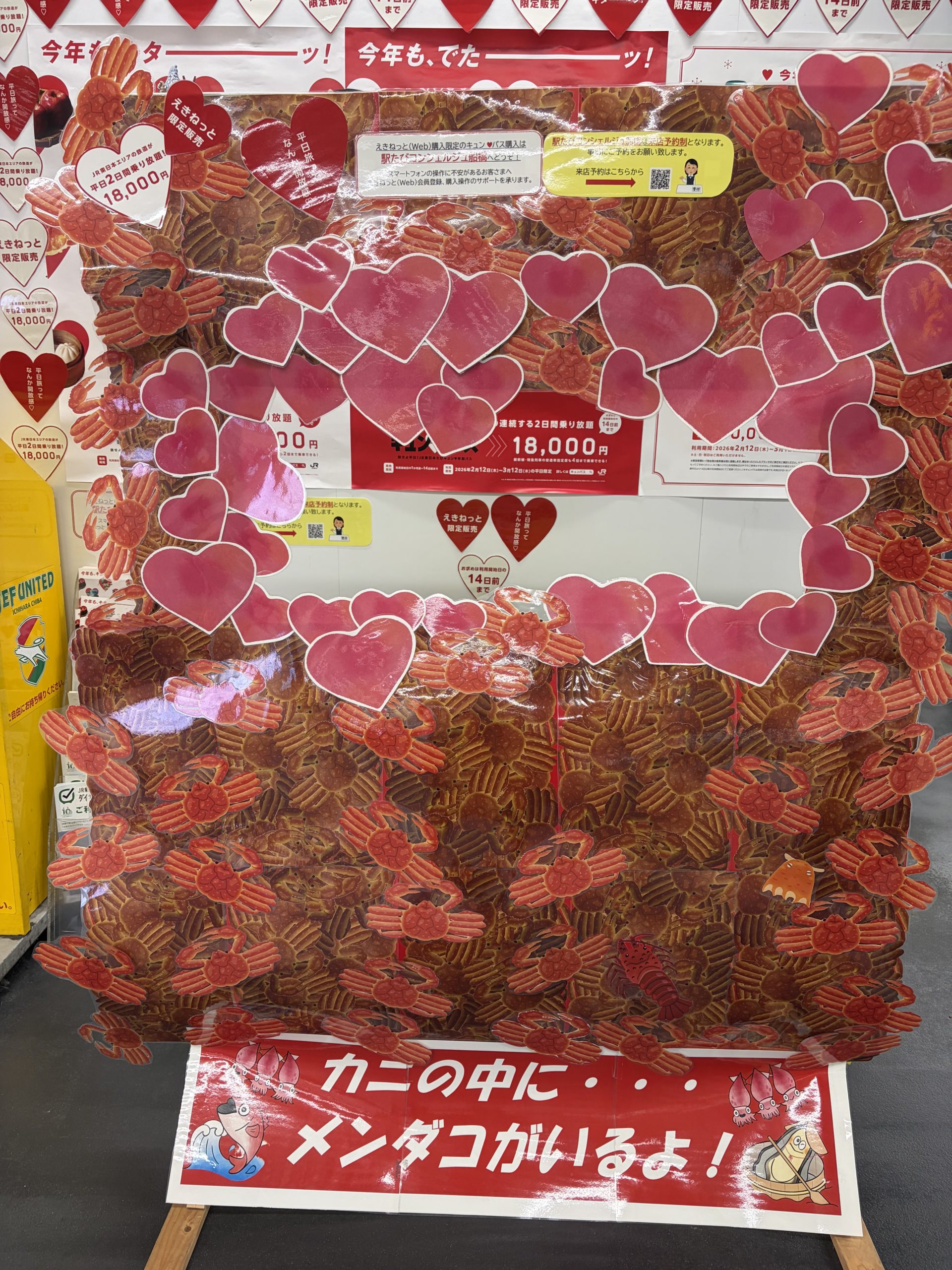 メンダコがいます