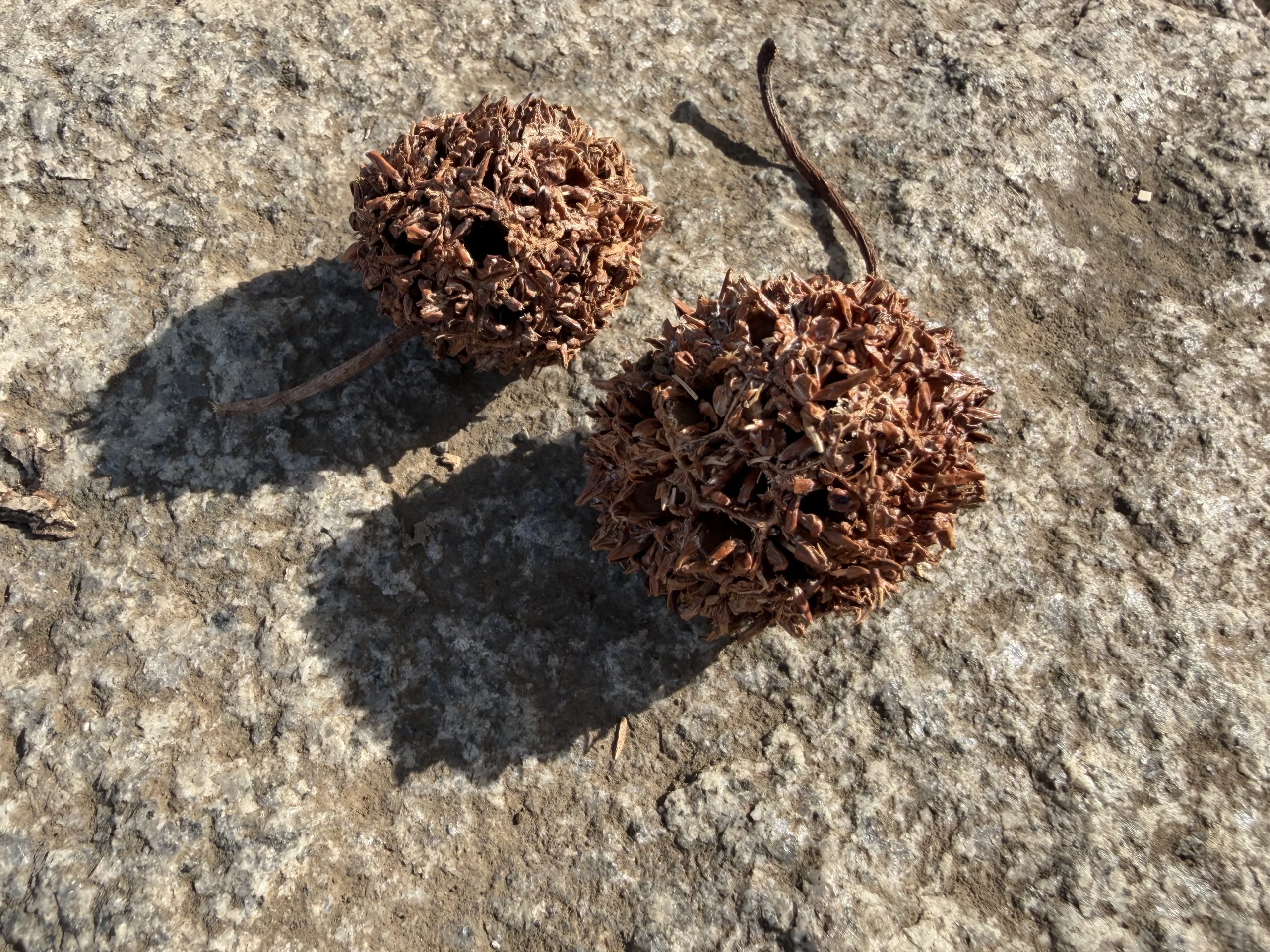 モミジバフウの実