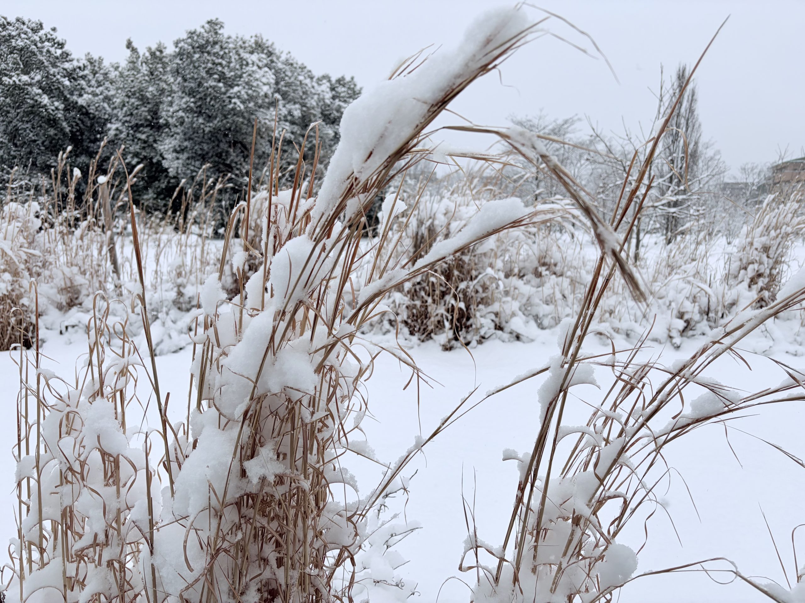 家の前の雪景色2