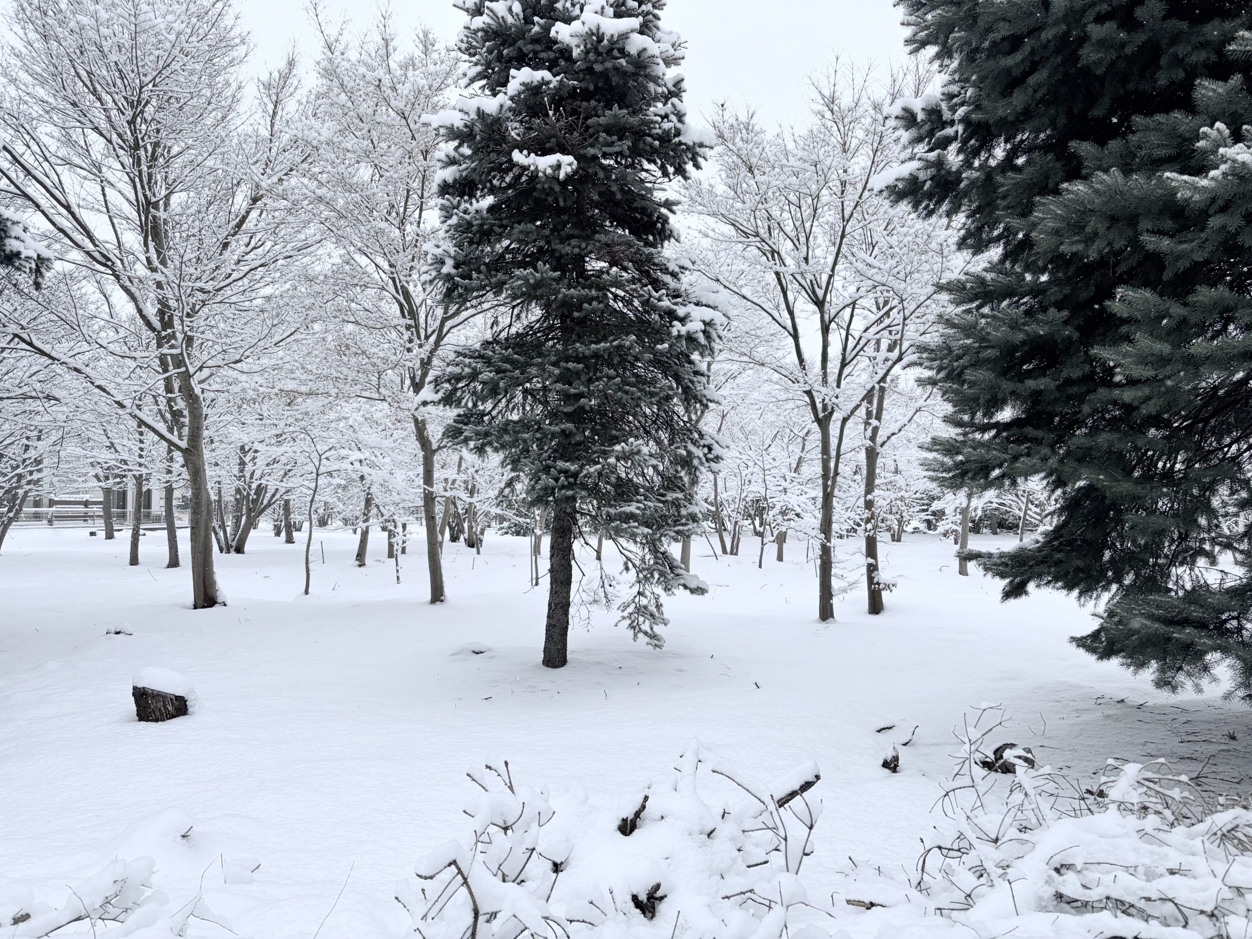 家の前の雪景色