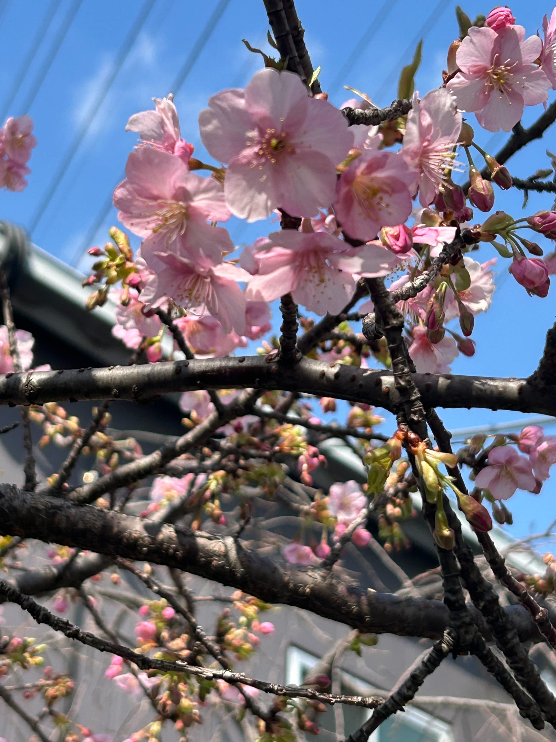 桜？